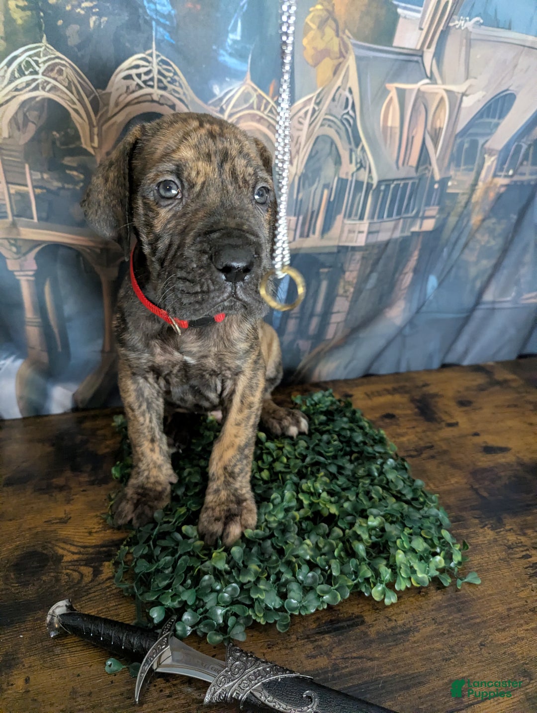 Great Dane dogs for sale: Aragorn Brindle Male Great Dane Puppy  - Ad 1