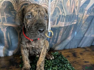 Great Dane dogs Aragorn Brindle Male Great Dane Puppy - Ad 2