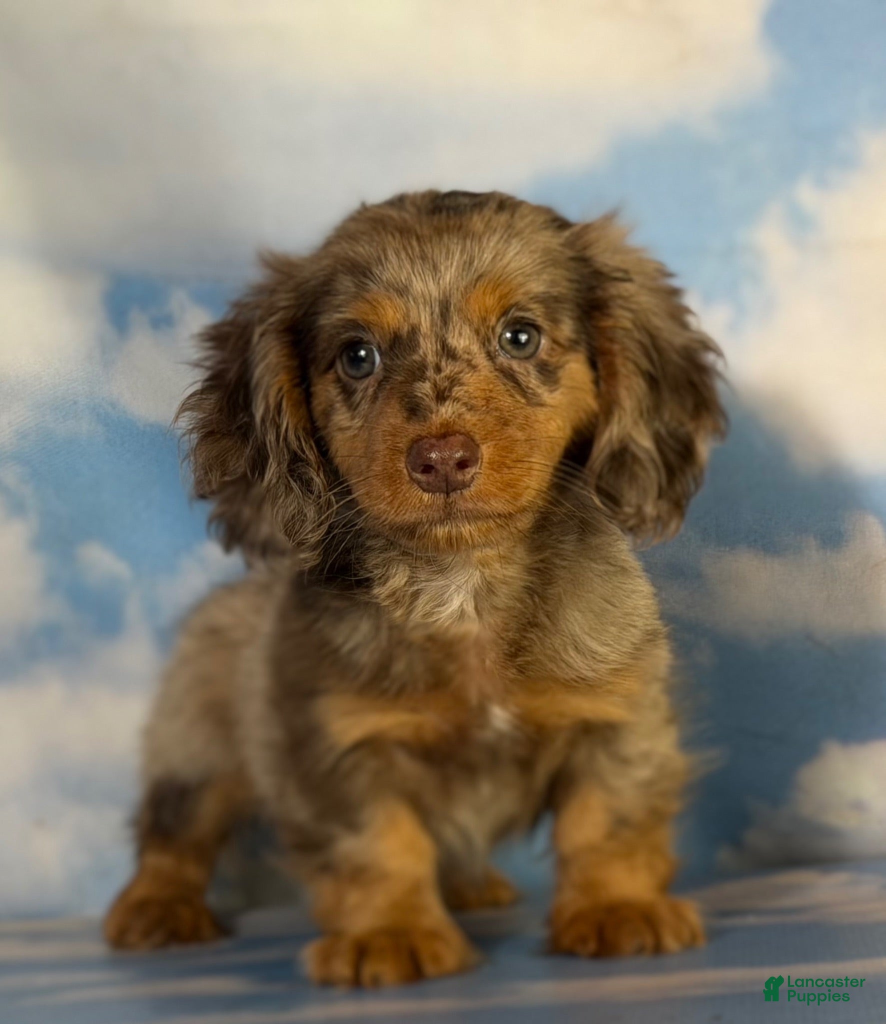 Miniature Dachshund dogs Akc Allie LH PRA clear - Ad 2