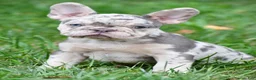 French Bulldog dogs for sale: Roxy - Ad 22
