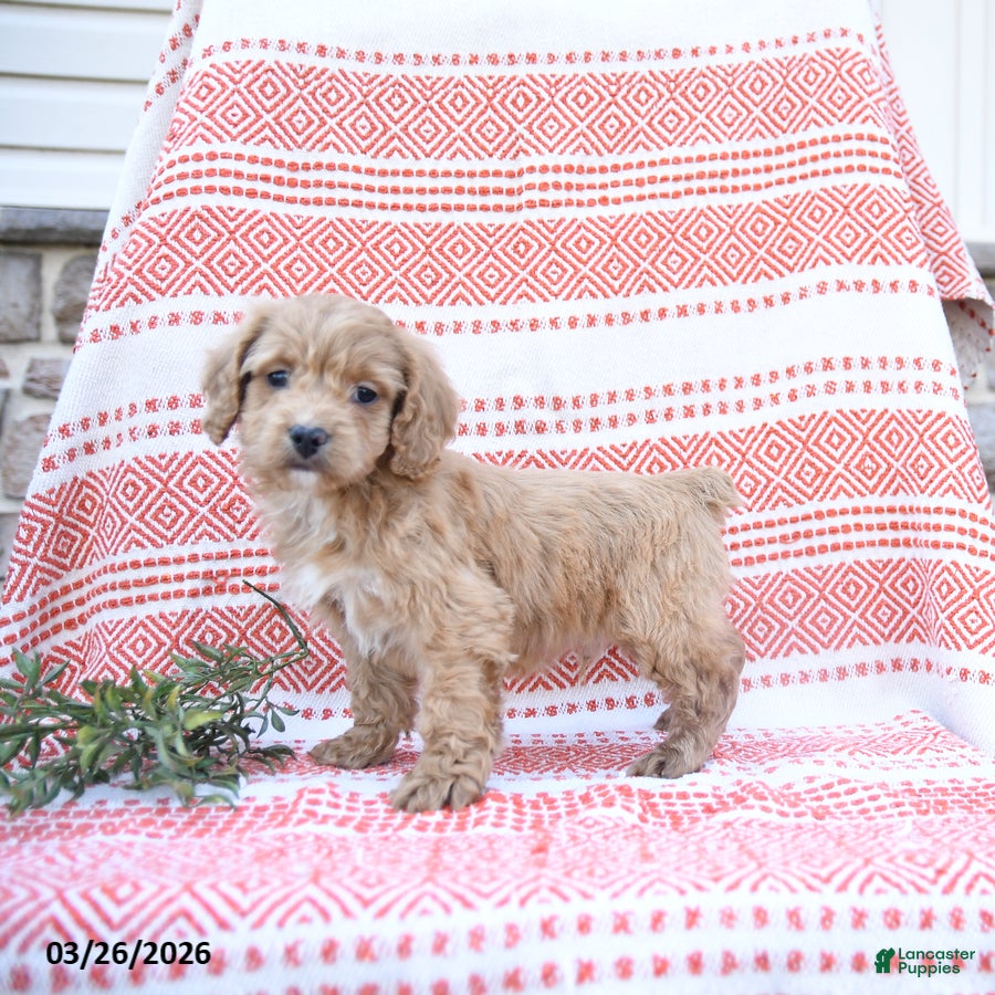 Cockapoo dogs Wooton - Ad 2