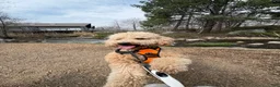 Mini Goldendoodle dogs for sale: Mini Goldendoodle 1 - Ad 10