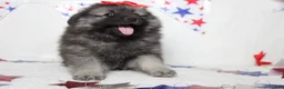 Keeshond dogs for sale: Anna - Ad 8
