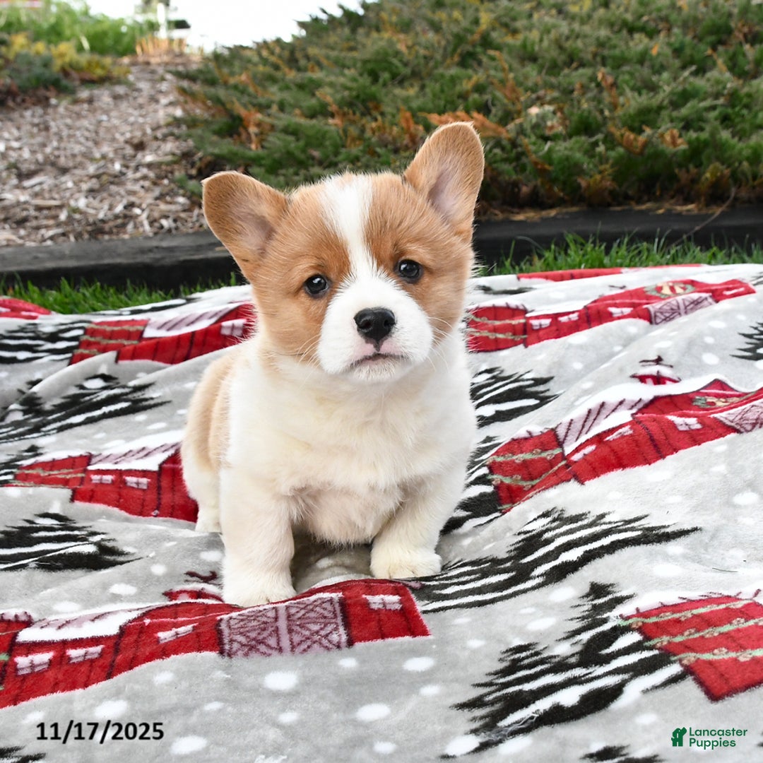 Welsh Corgi Pembroke dogs for sale: Archie - Ad 2