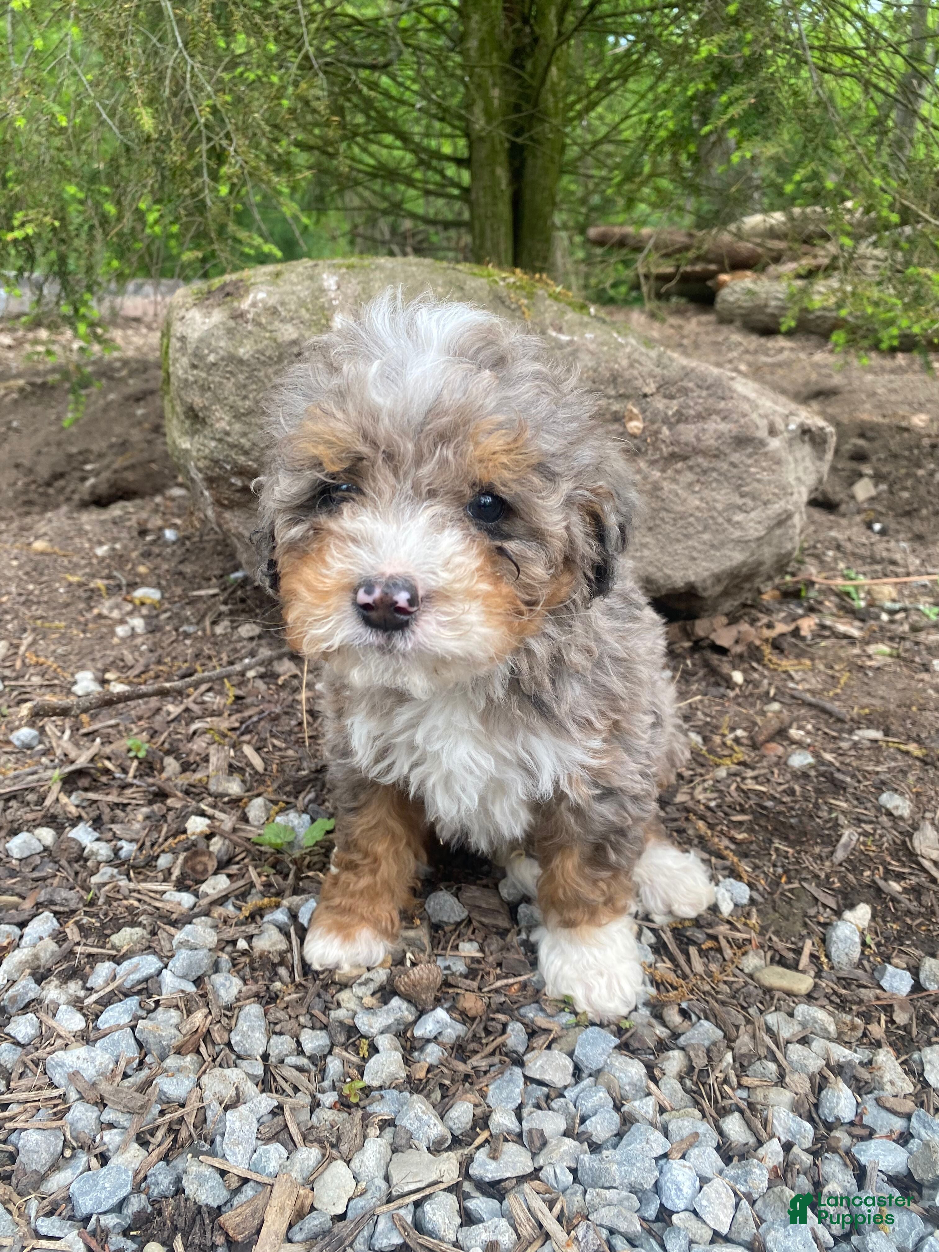 Mini Bernedoodle dogs Rocky - Ad 2