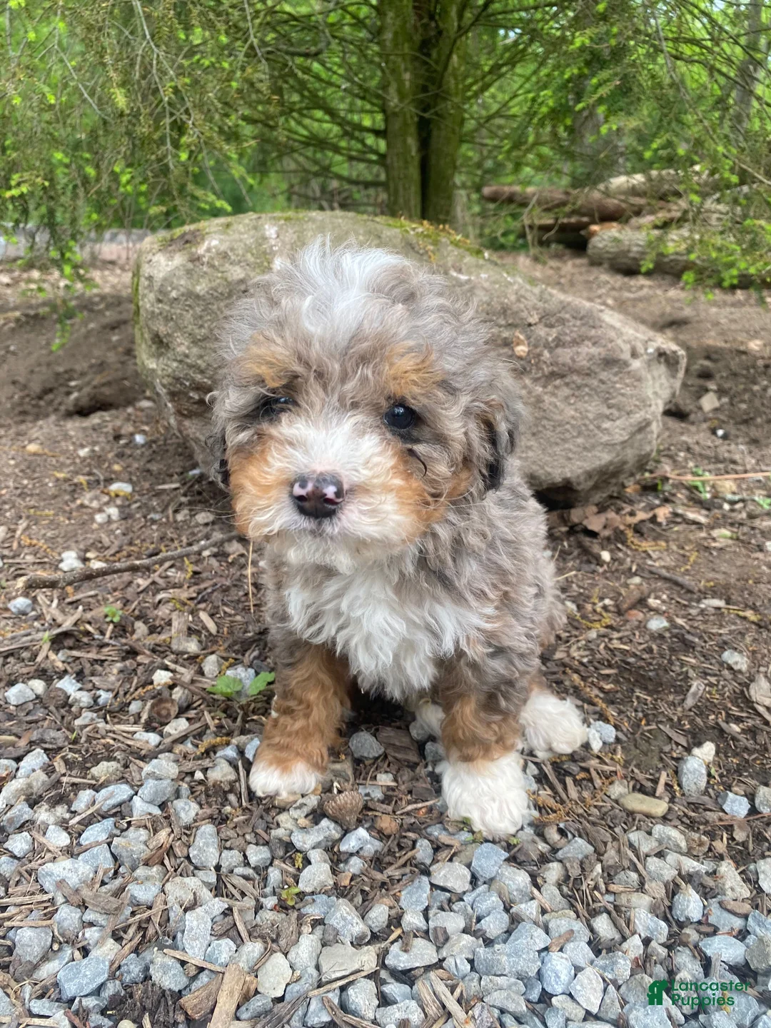 Bernedoodle dogs for sale: Rocky - Ad 1