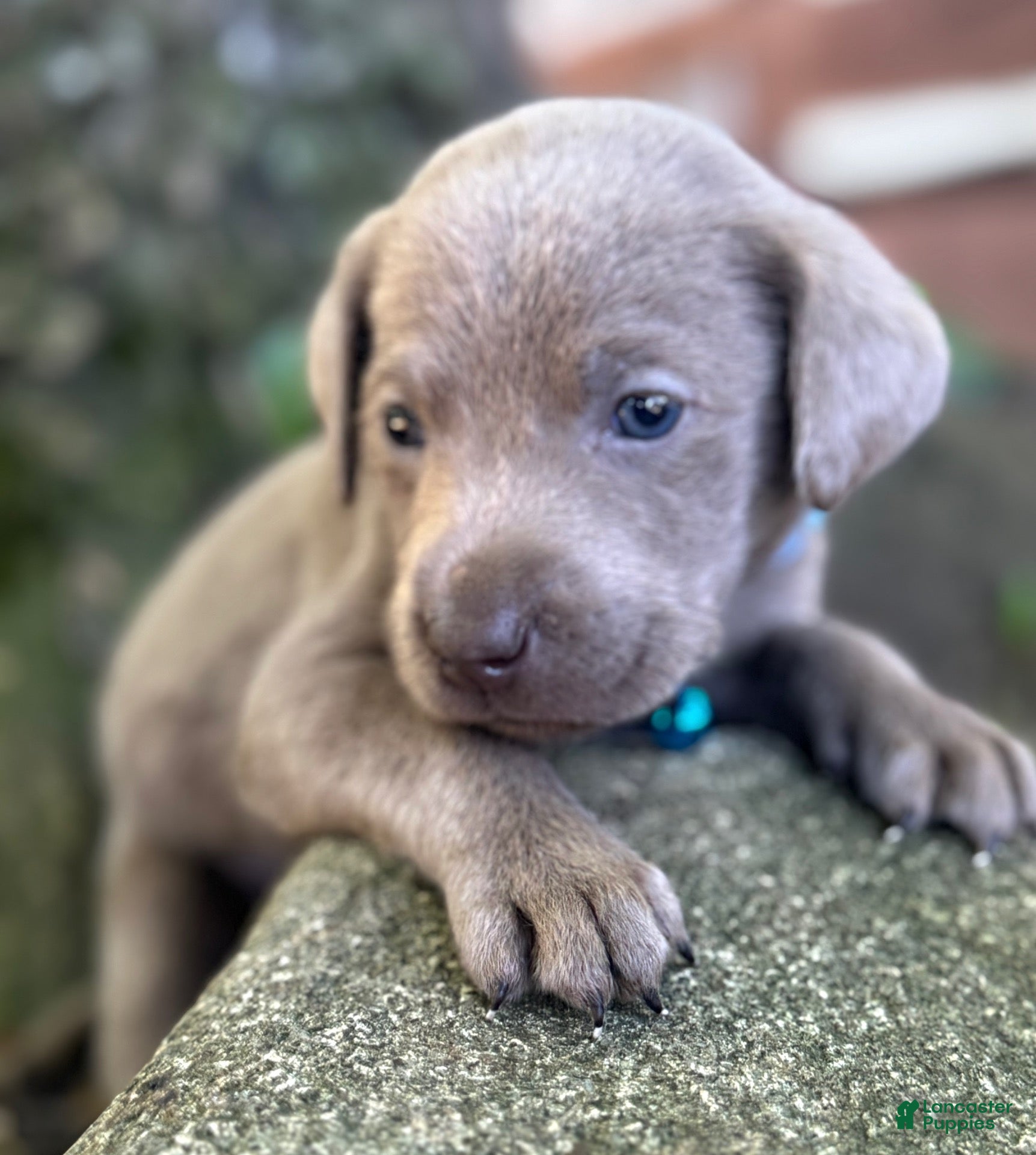 Labrador Retriever dogs Labrador Retriever 1 - Ad 2