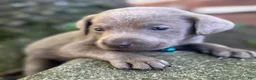Labrador Retriever dogs for sale: Labrador Retriever 1 - Ad 2