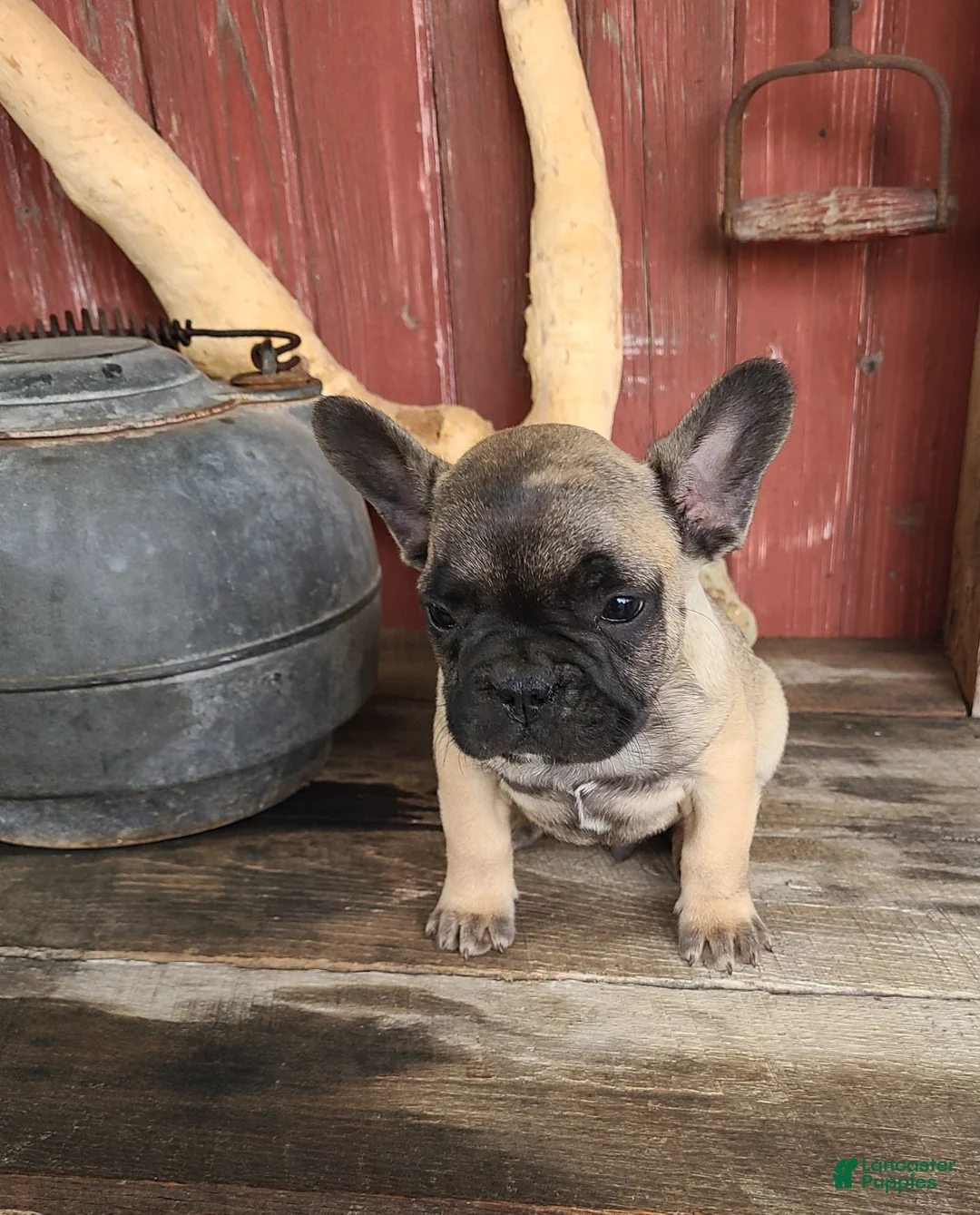 French Bulldog dogs for sale: Winston  - Ad 2