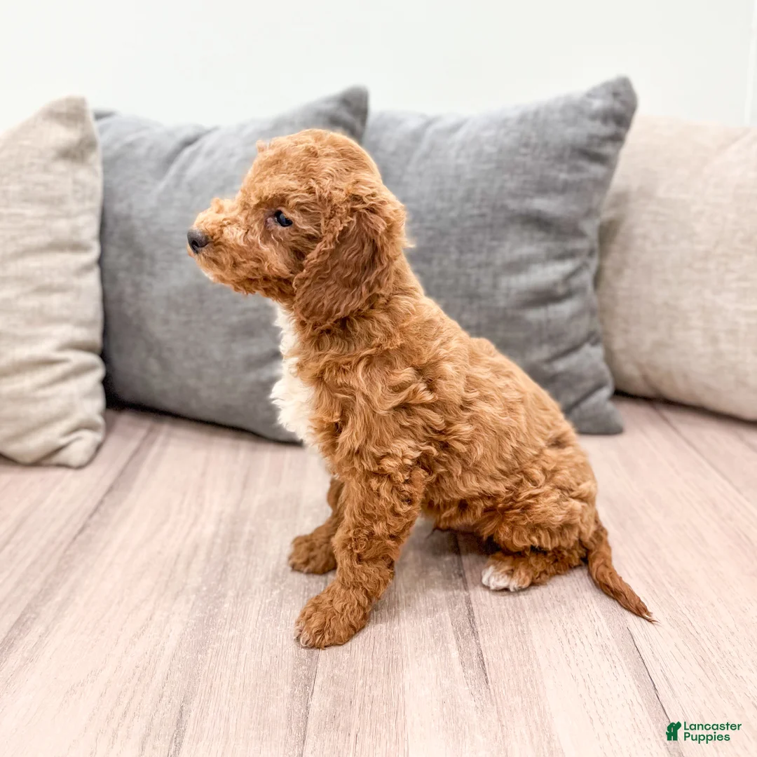 Goldendoodle dogs for sale: Asher - Ad 5