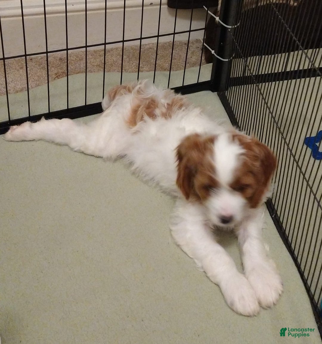 Cavapoo dogs for sale: Bentley - Ad 3
