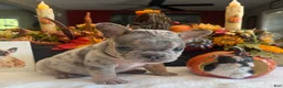 French Bulldog dogs for sale: Armani - Ad 3