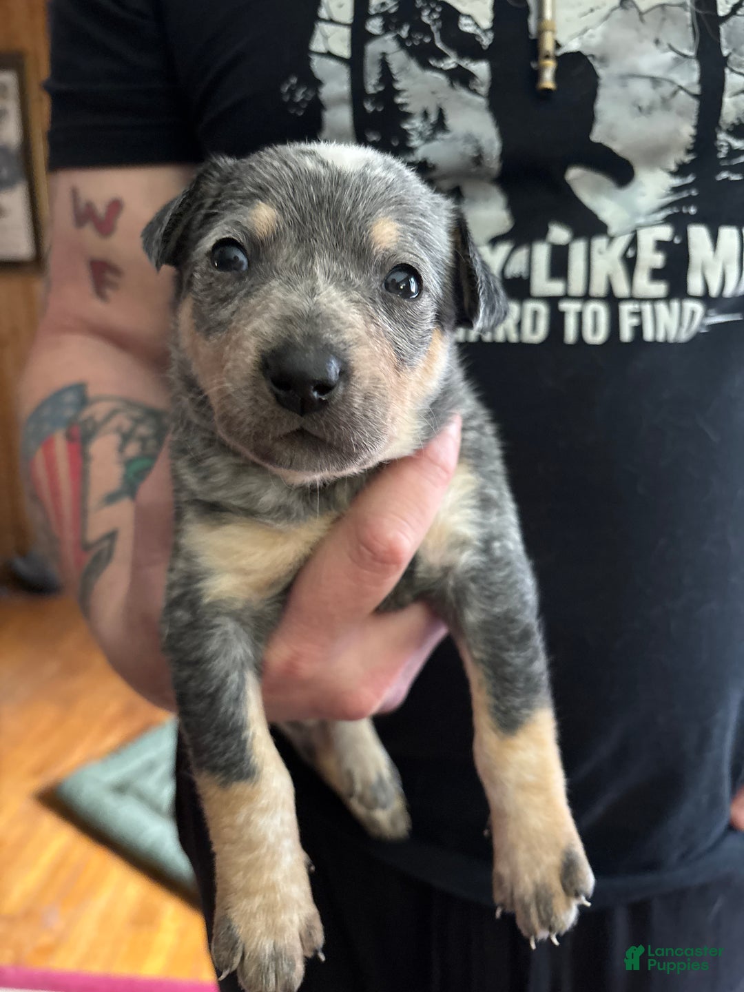 Australian Cattle Dog dogs for sale: Fancy - Ad 1