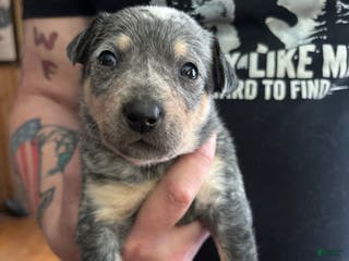 Australian Cattle Dog dogs Fancy - Ad 22