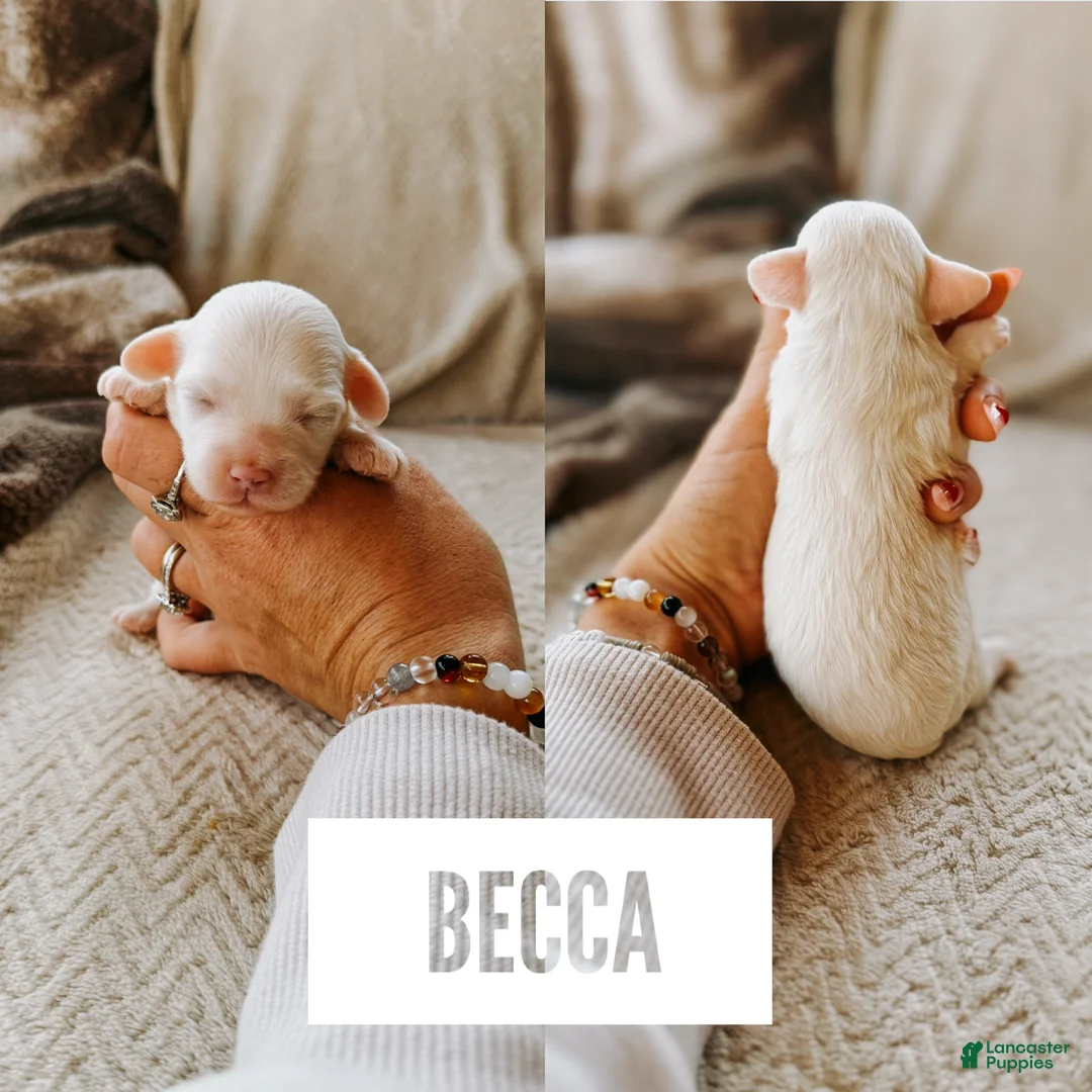 Cavapoo dogs for sale: Becca  - Ad 2