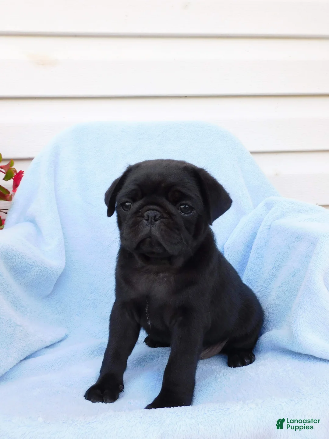 Pug dogs for sale: Carter - Ad 4