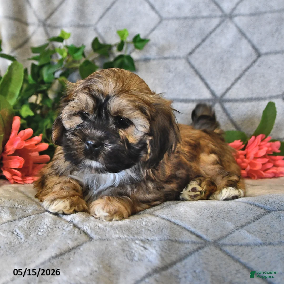 Teddy Bear dogs for sale: Abby - Ad 2