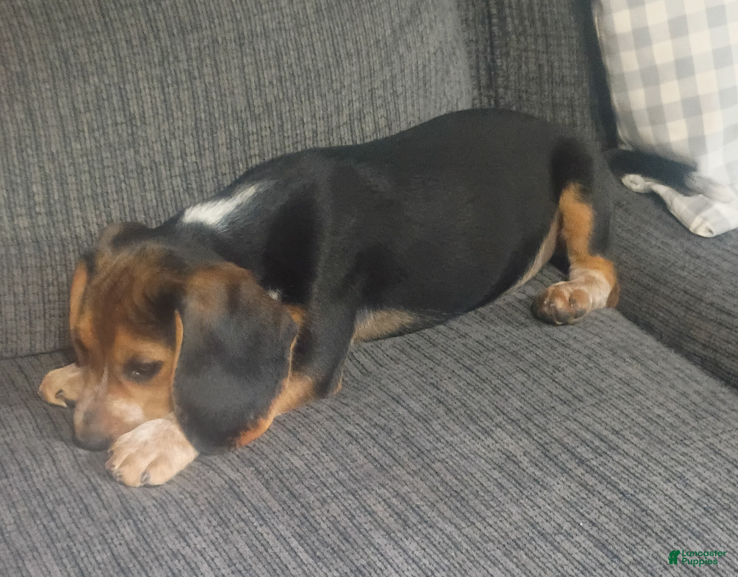 Beagle dogs Obie - Ad 2