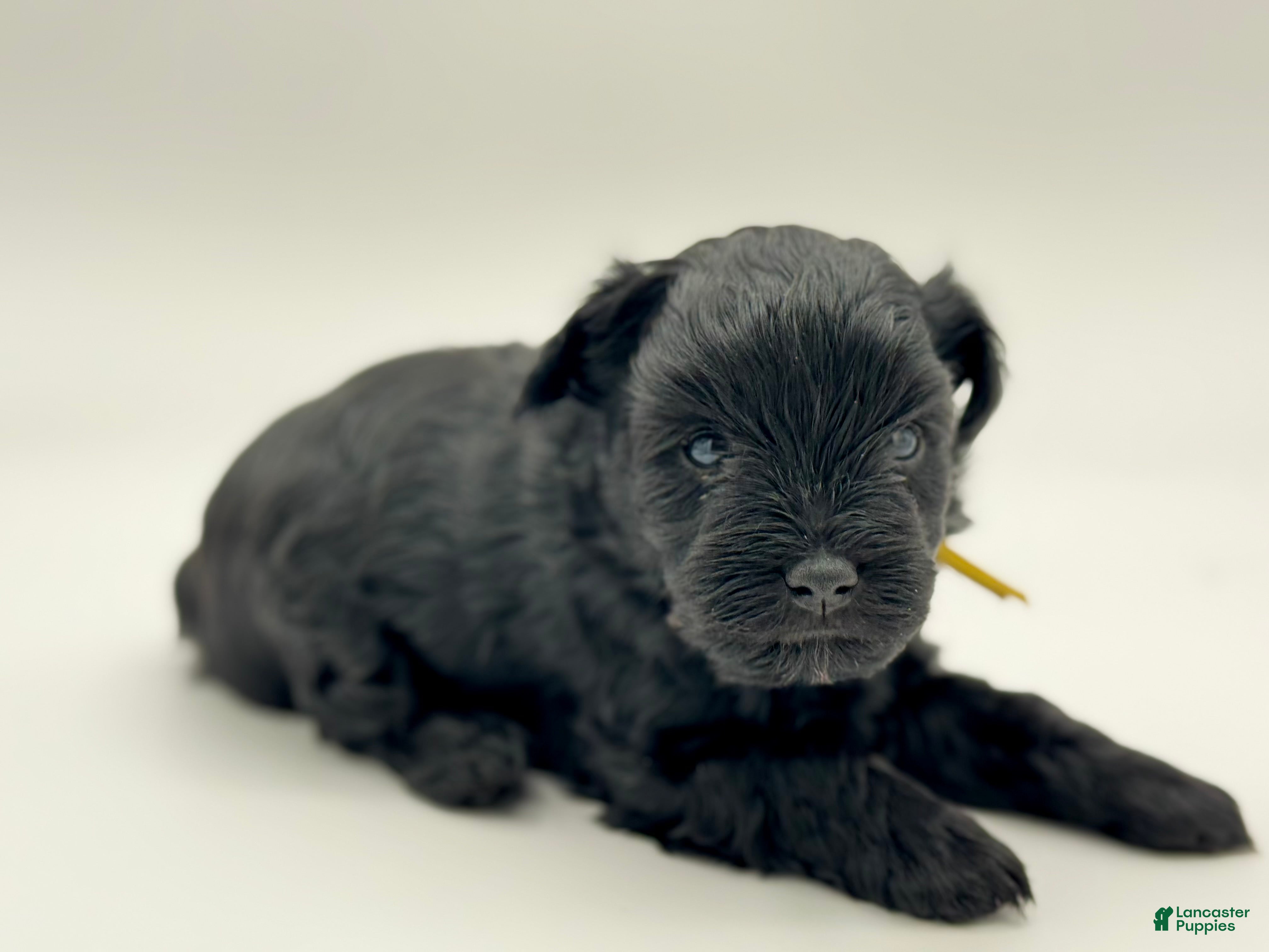 Miniature Schnauzer dogs Lucky - Ad 2