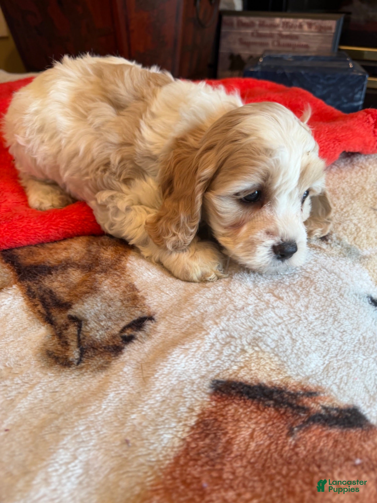 Cockapoo dogs Lucy - Ad 1