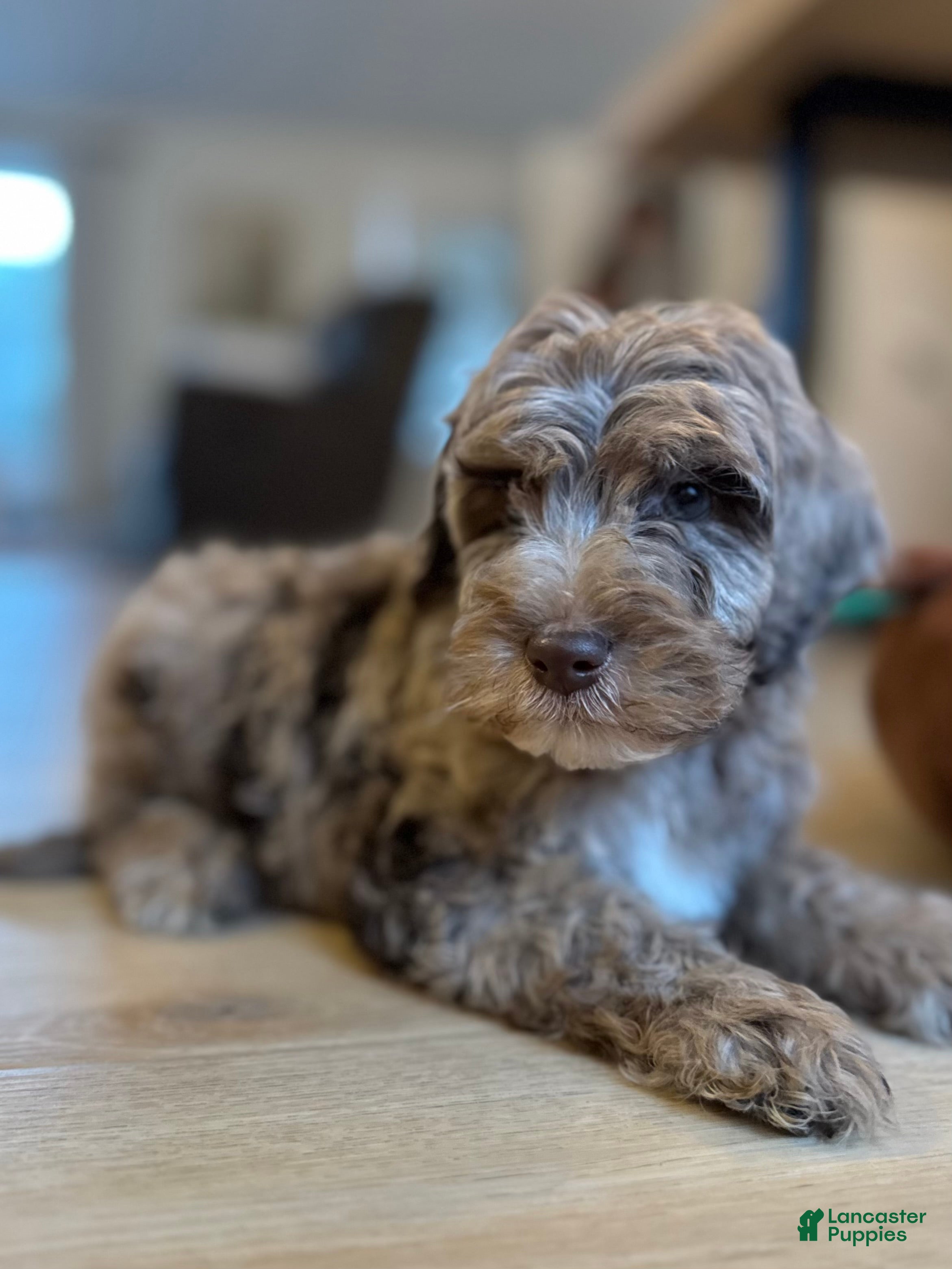 Mini Goldendoodle dogs Murphy - Ad 16