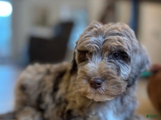 Mini Goldendoodle dogs Murphy - Ad 16