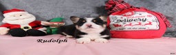 Welsh Corgi Pembroke dogs for sale: Rudolph - Ad 1