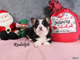 Welsh Corgi Pembroke dogs Rudolph - Ad 25