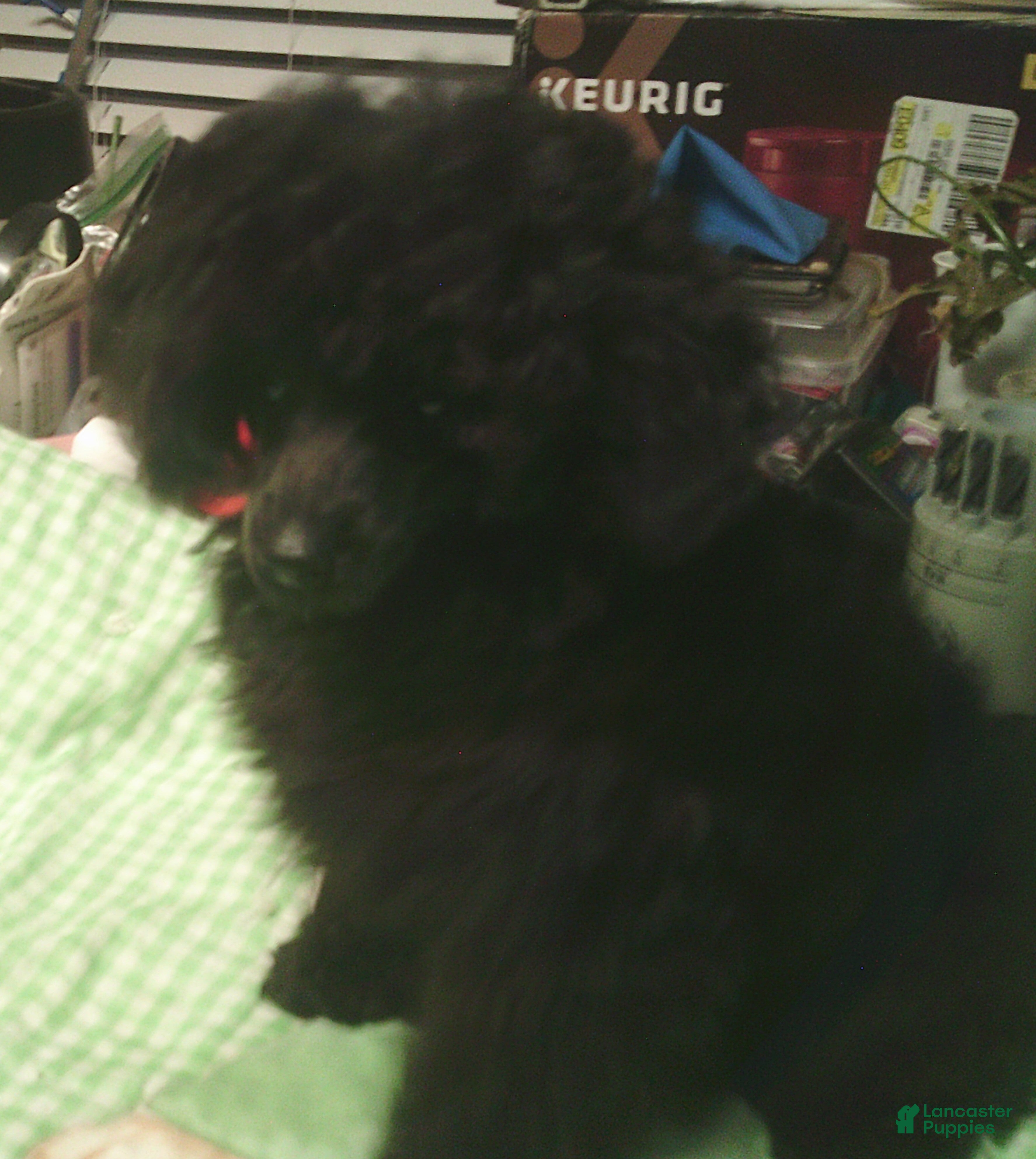 Toy Poodle dogs Black Boy - Ad 1