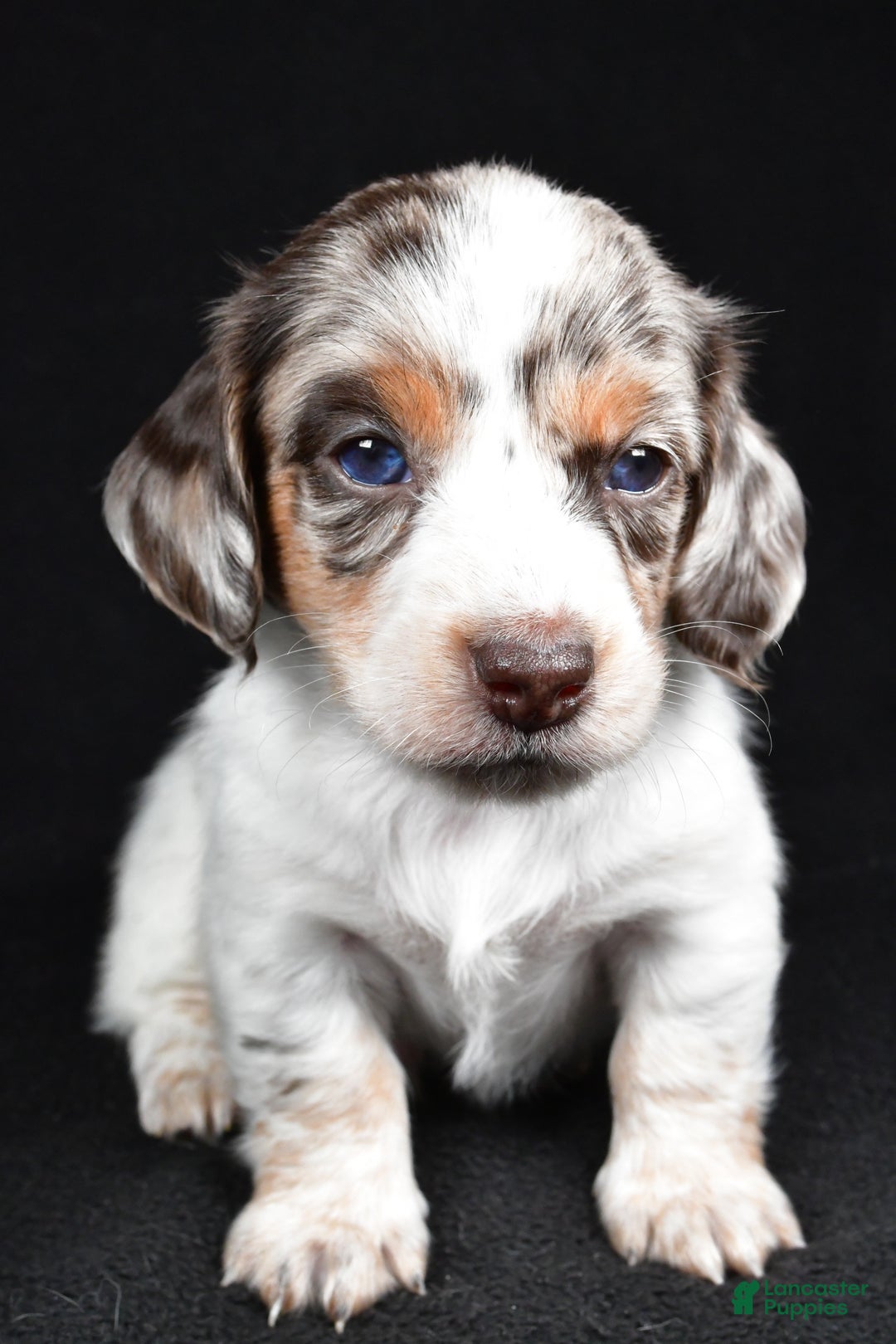 Miniature Dachshund dogs for sale: Chase  - Ad 7