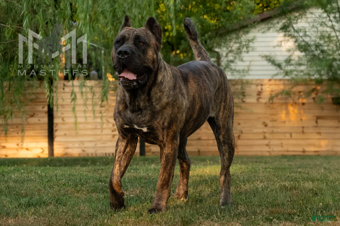 Mixed Breed dogs for sale: Dark Pink Collar Female - Ad 8