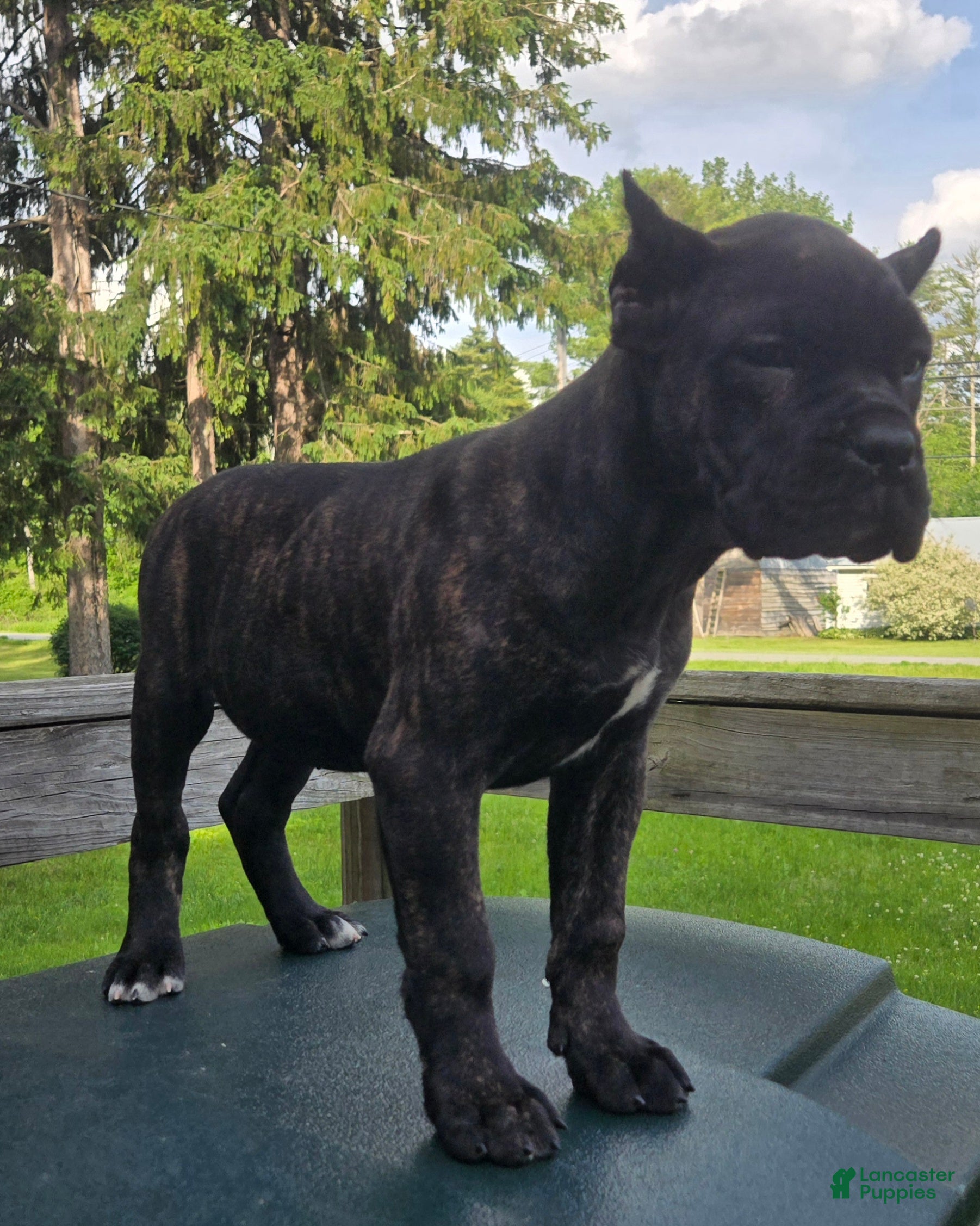 Cane Corso dogs ICCF Sadie - Ad 33