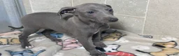 Italian Greyhound dogs for sale: Flower - Ad 1