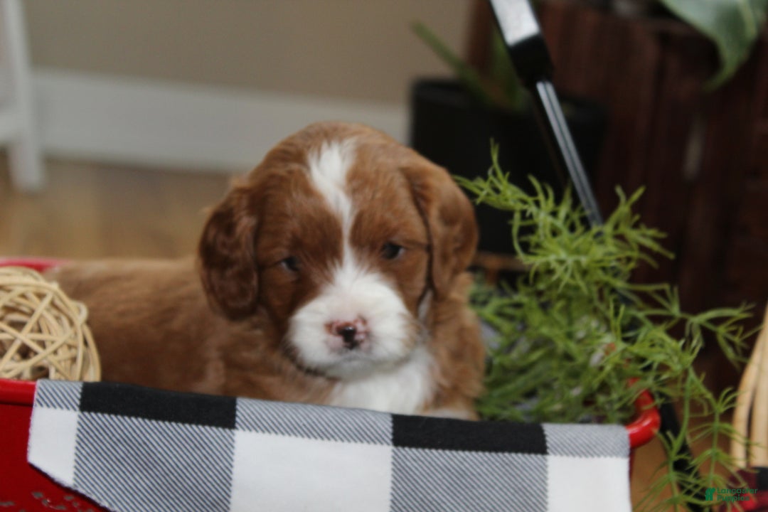 Cavapoo dogs for sale: Ember - F1B Cavapoo Female - Ad 3
