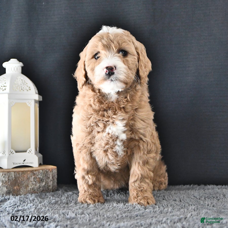 Mini Goldendoodle dogs Anne - Ad 2