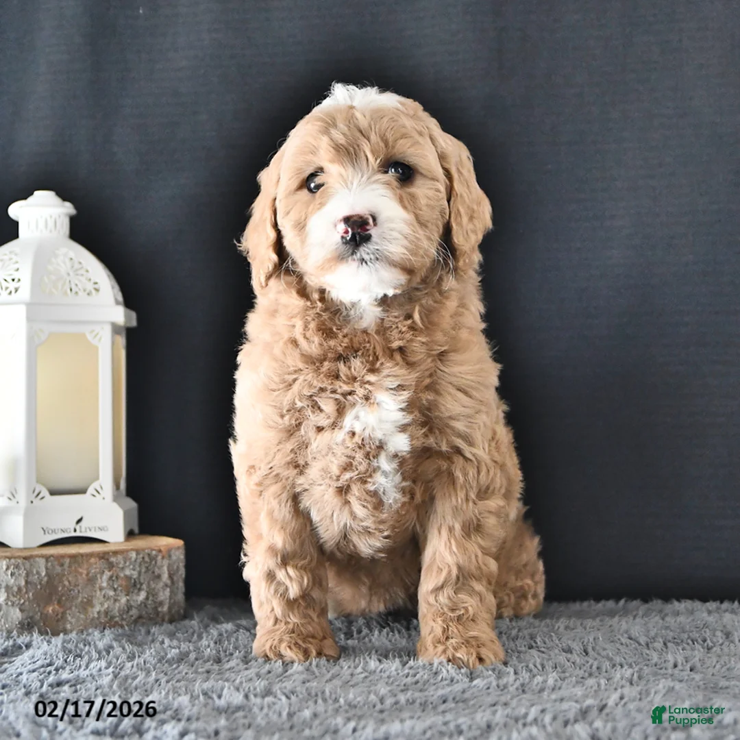 Mini Goldendoodle dogs for sale: Anne - Ad 2