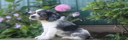 Cocker Spaniel dogs for sale: Stella - Ad 3