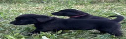 Labrador Retriever dogs for sale: Blue Collar Labrador Retriever Puppy 1 - Ad 5