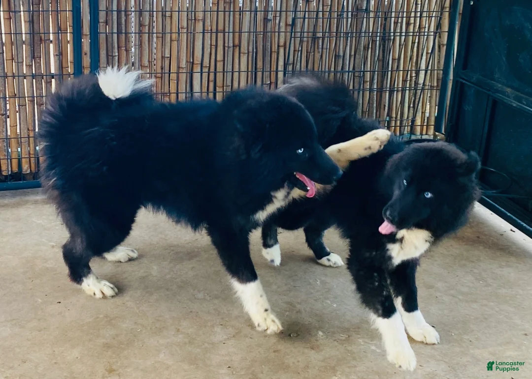 Siberian Husky dogs for sale: Zara  - Ad 17