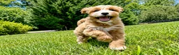 Mini Goldendoodle dogs for sale: Megan-OFA&GeneticParents - Ad 4