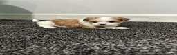 Morkie dogs for sale: Morkie Puppy 1 - Ad 2