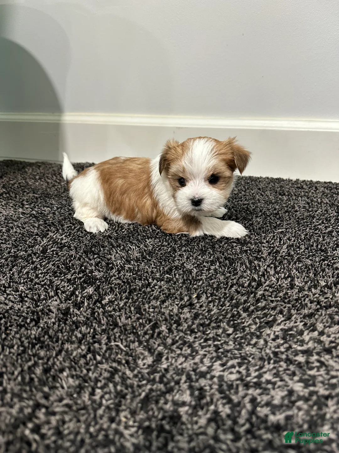 Morkie dogs for sale: Morkie Puppy 1 - Ad 2
