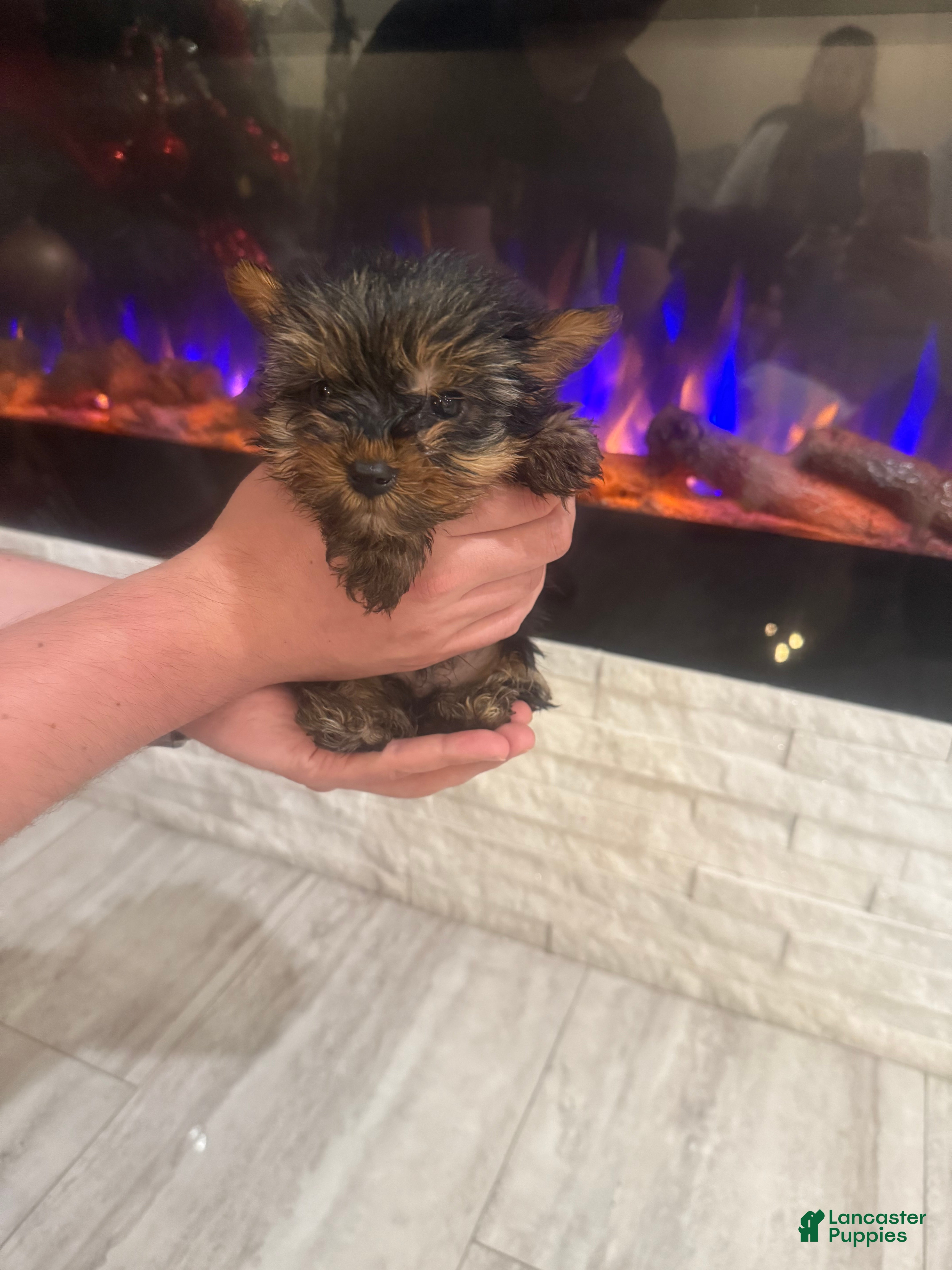 Yorkshire Terrier dogs Yorkshire Terrier Puppy 1 - Ad 9