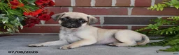 Puggle dogs for sale: Sunflower - Ad 3
