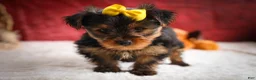 Yorkshire Terrier dogs for sale: DIESEL - Ad 14
