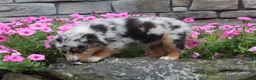 Australian Shepherd dogs for sale: Pebbles - Ad 4
