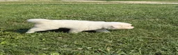 Great Pyrenees dogs for sale: Mrs Green  - Ad 9