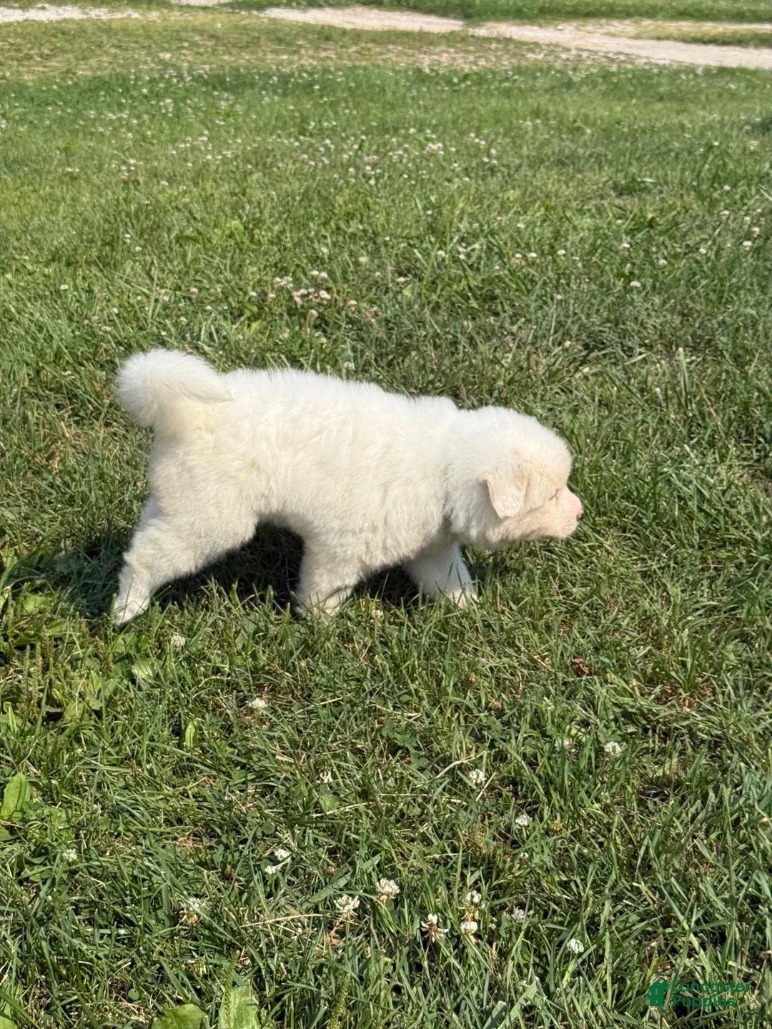 Great Pyrenees dogs for sale: Mrs Green  - Ad 9