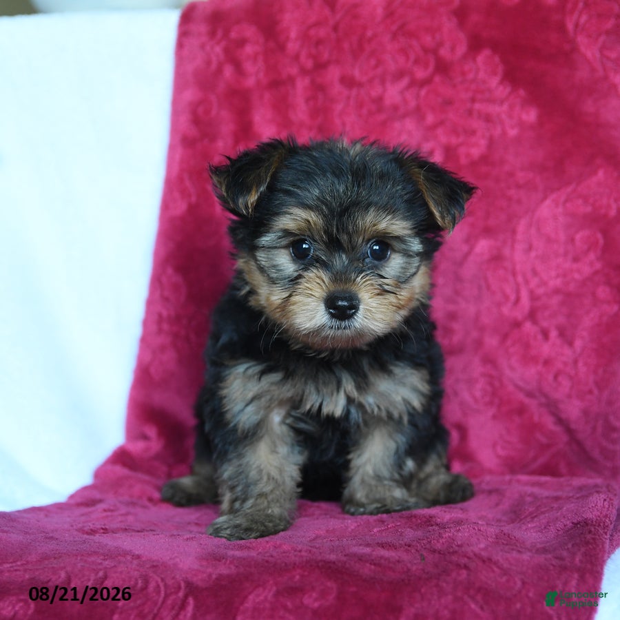 Yorkshire Terrier dogs Amelia - Ad 2