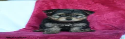 Yorkshire Terrier dogs for sale: Amelia - Ad 2
